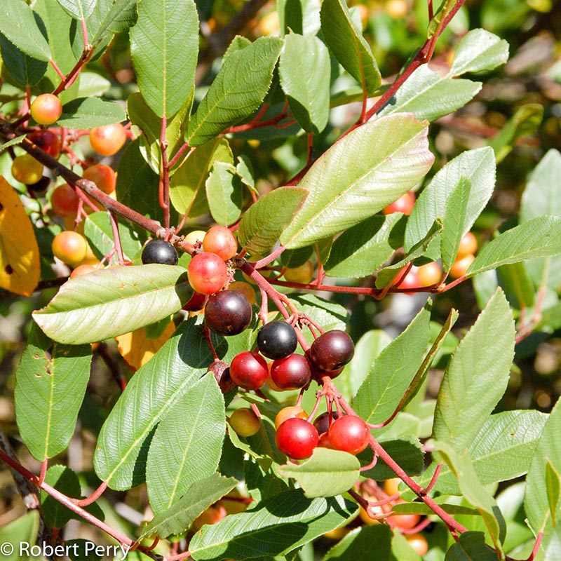 Fall_Coffeeberry
