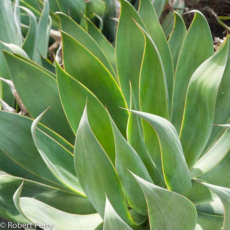 Succulent-Gardens-Fall_Blue-Flame-Agave