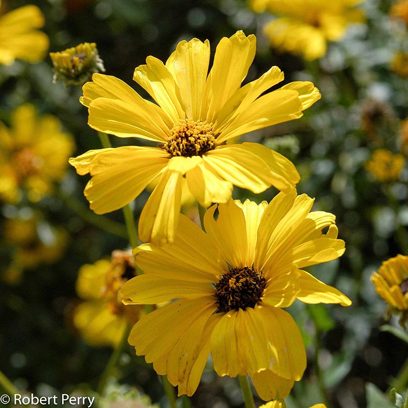 Winter_California-Bush-Sunflower
